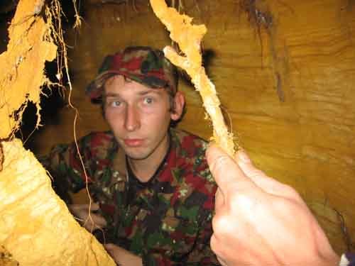 Werfer среди корней