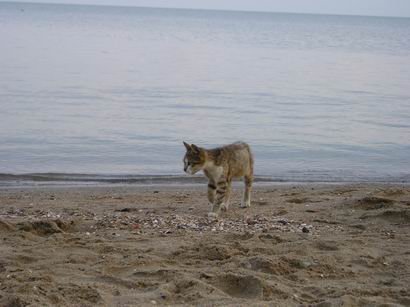 Да, в Мариуполе есть море.... и коты :)
